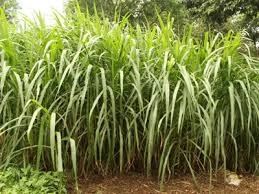 Napier Grass